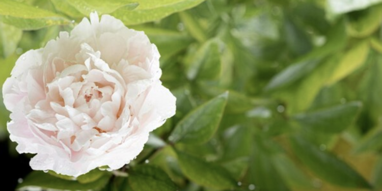 How To Grow Peonies: A Beginner’s Guide